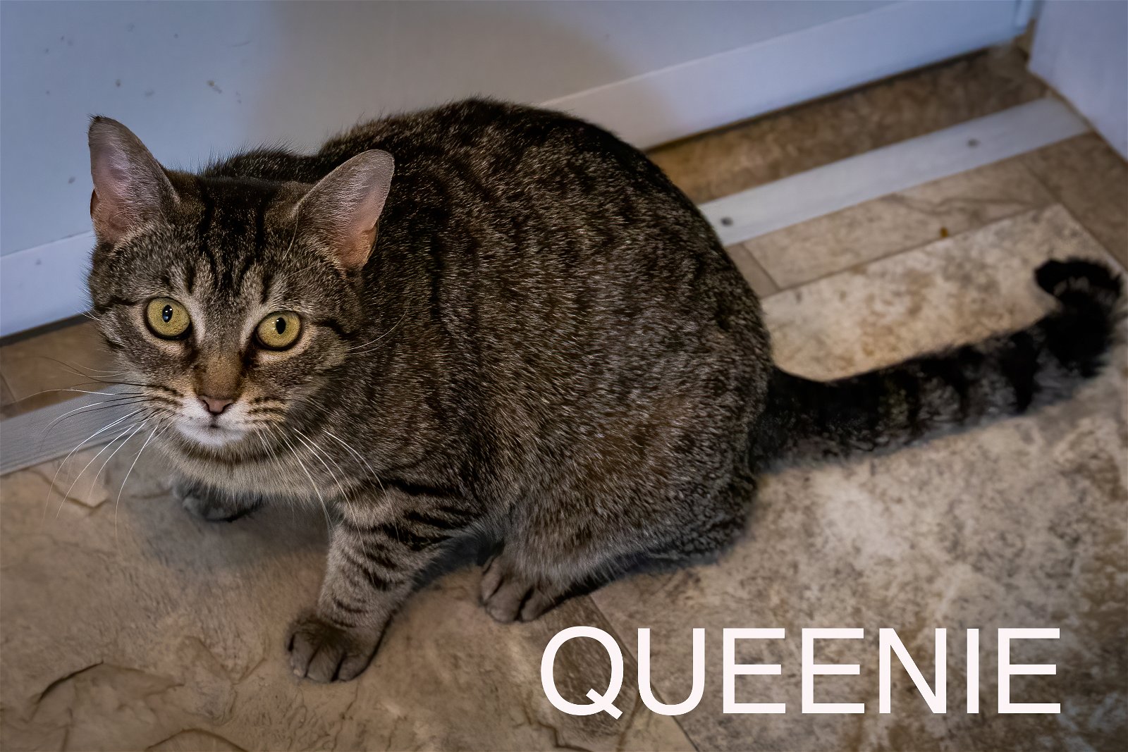 adoptable Cat in Marcus Hook, PA named Queenie (FCID# 02/13/2024 - 14 Trainer)