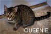 adoptable Cat in us, AR named Queenie (FCID# 02/13/2024 - 14 Trainer)