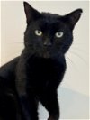 adoptable Cat in us, AR named Queso (FCID# 03/06/2024 - 506 Trainer) C