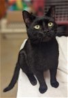 adoptable Cat in , DE named Queso (FCID# 03/06/2024 - 506 Millsboro PS) C