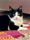 adoptable Cat in wilmington, DE named Ashlyn (FCID# 03/13/2024 - 9 Brandywine PS) C