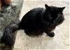 adoptable Cat in marcus hook, PA named Bentley:  DMH (FCID# 03/18/2024 - 8 Trainer) C