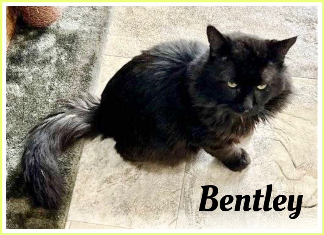 adoptable Cat in Marcus Hook, PA named Bentley:  DMH (FCID# 03/18/2024 - 8 Trainer) C