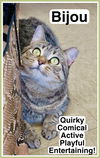 adoptable Cat in Willow Grove, PA named Bijou Willow Grove area (FCID# 03/05/2024 - 110