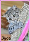 adoptable Cat in Willow Grove, PA named Bijou, Willow Grove PA (FCID# 03/05/2024-110)