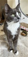 adoptable Cat in , PA named Hallie (FCID# 03/18/2024 - 60 Trainer)