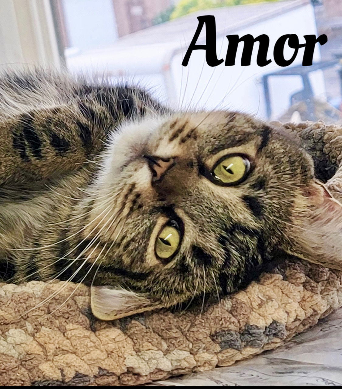 adoptable Cat in Jenkintown, PA named Amor, Jenkintown PetSmart (FCID# 02/15/24-133) C