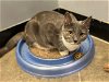 adoptable Cat in wilmington, IL named Marlena (FCID# 12/20/2023 - 10 Brandywine PS) C