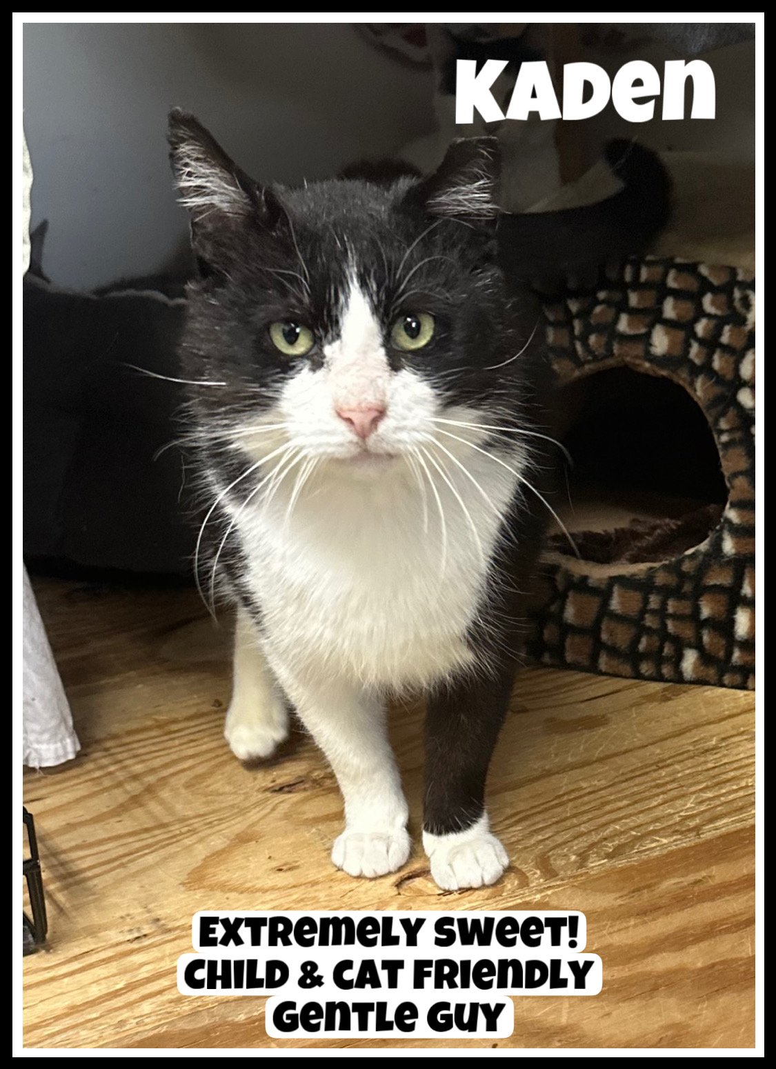 adoptable Cat in Willow Grove, PA named Kaden Willow Grove PA (FCID# 03/19/2024-906)