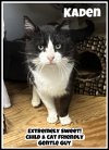 adoptable Cat in  named Kaden Willow Grove PA (FCID# 03/19/2024-906)