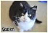 adoptable Cat in willow grove, PA named Kaden Willow Grove PA (FCID# 03/19/2024-906)