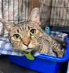 adoptable Cat in willow grove, PA named Samantha, Willow Grove (FCID# 03/19/2024-903)