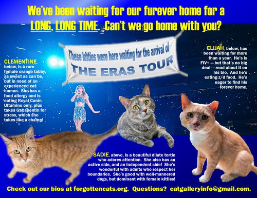 LONGER TIMERS PART 3: FEMALE AND MALE - Domestic Short Hair available for adoption