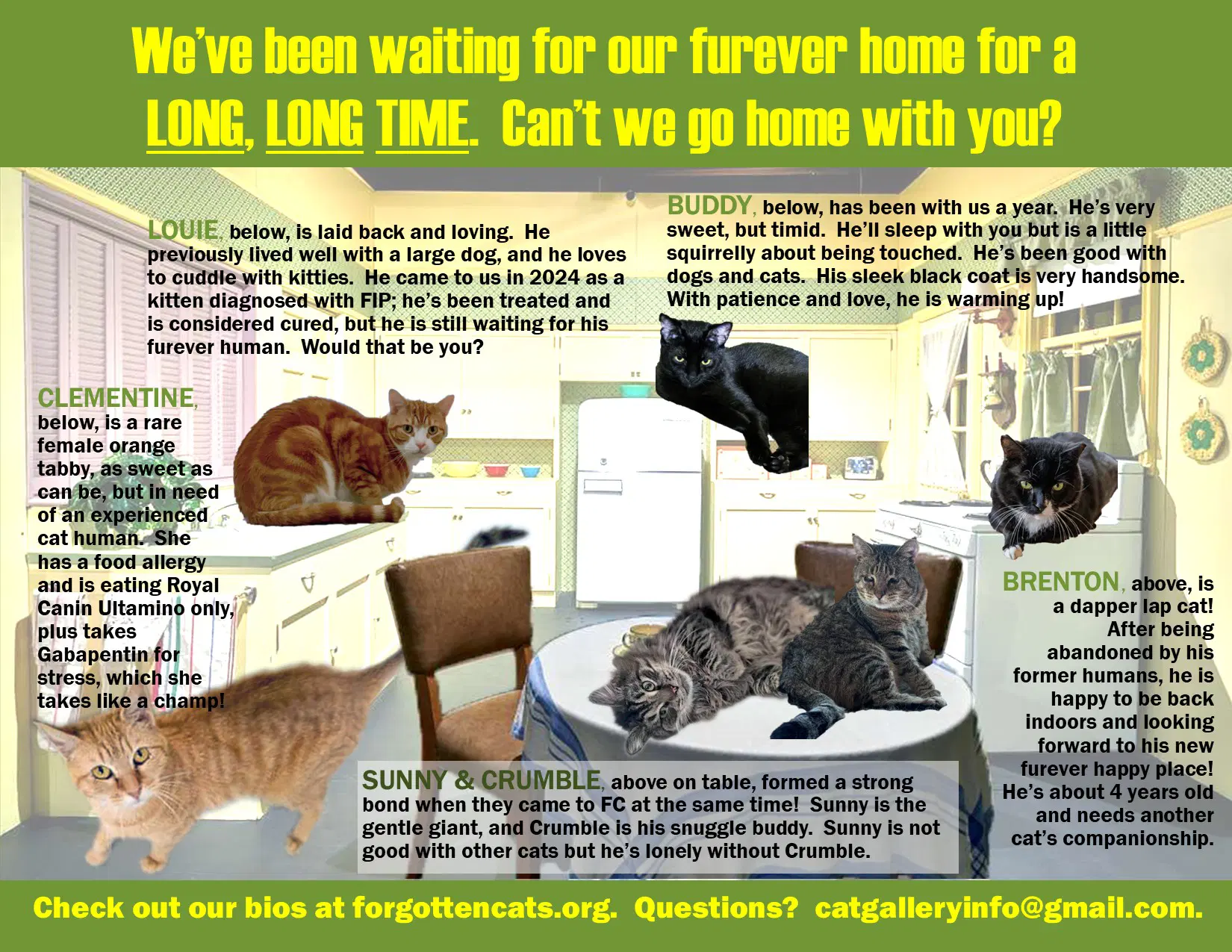 Longer Timers Parts    Female And Male - Domestic Short Hair