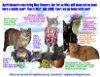 adoptable Cat in , DE named Longer Timers Part 3 Male and Female