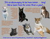 adoptable Cat in , DE named Longer Timers Part 3 Male and Female