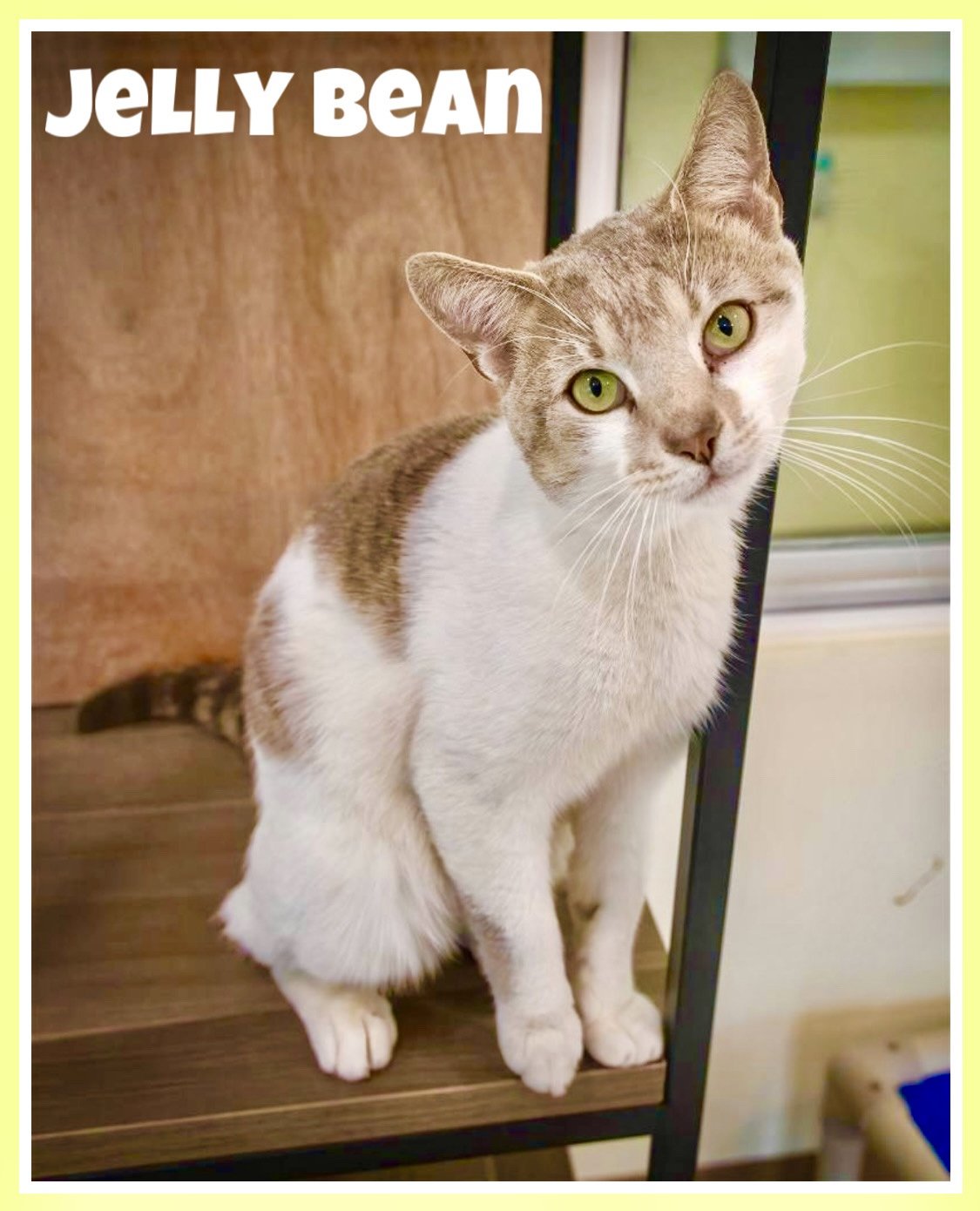 adoptable Cat in Millsboro, DE named Jelly Bean (FCID# 03/19/2024 - 62 Millsboro PS ) C
