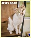 adoptable Cat in us, AR named Jelly Bean (FCID# 03/19/2024 62 Trainer) C