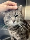 adoptable Cat in us, AR named Russell (FCID# 03/21/2024 - 42 Trainer)