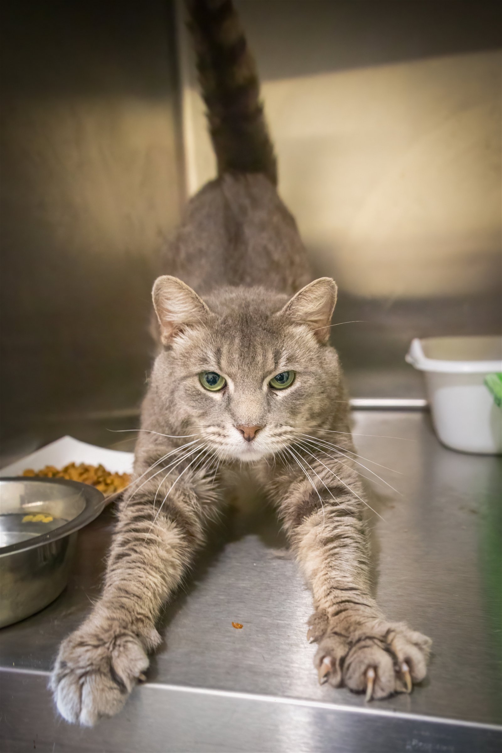 adoptable Cat in Aston, PA named Russell (FCID# 03/21/2024 - 42)