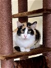 adoptable Cat in marcus hook, PA named Bethany: DMH (FCID# 03/21/2024 - 51 Trainer) C