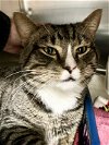 adoptable Cat in marcus hook, PA named Cruz (FCID# 03/21/2024 0 46 Trainer)