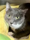 adoptable Cat in marcus hook, PA named Bunny (FCID# 03/21/2024 - 52 Trainer)
