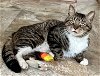adoptable Cat in us, AR named Springer (FCID# 03/21/2024 - 62 Trainer) C