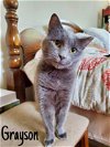 adoptable Cat in newark, DE named Grayson (FCID# 03/20/2024 - 91 Christiana PS) C