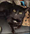 adoptable Cat in willow grove, PA named Guinness, Willow Grove PA (FCID# 03/5/24-166)