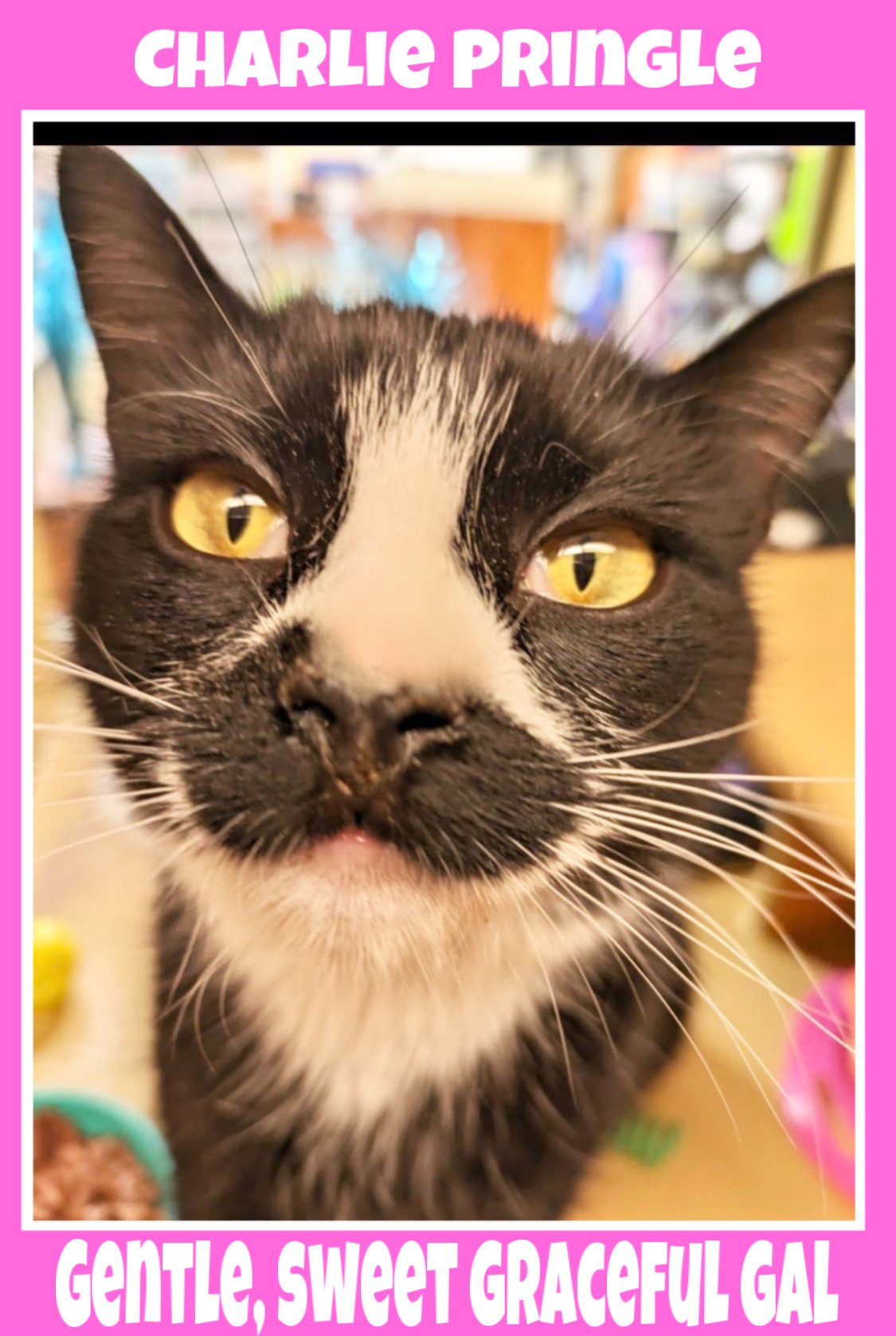 adoptable Cat in Levittown, PA named Charlie Pringle, Levittown PS (FCID# 02/28/24-135)