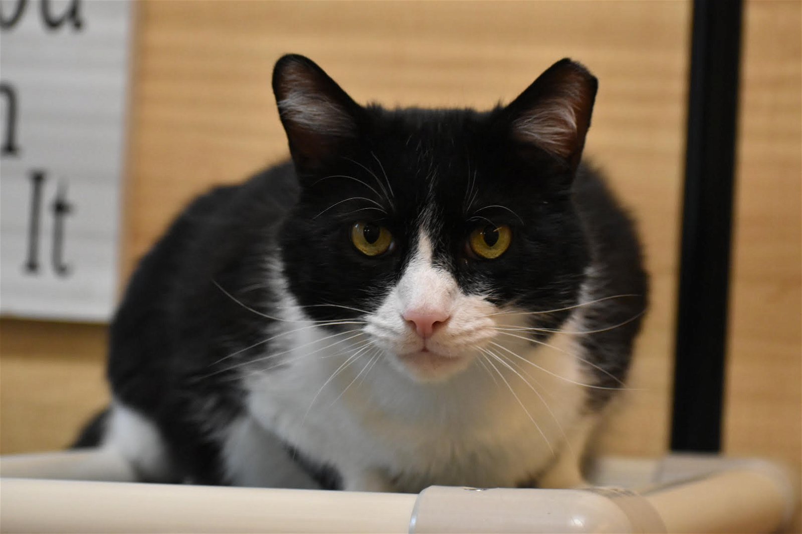 adoptable Cat in Glen Mills, PA named Jeremy (FCID# 03/18/2024 - 900 Glen Mills PS) DC