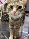adoptable Cat in , DE named Meadow (FCID# 03/04/2024 - 14 Brandywine PS)