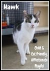 adoptable Cat in , PA named Hawk, Willow Grove PA #03/26/2024-101