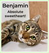 adoptable Cat in Willow Grove, PA named Benjamin, Willow Grove PA (FCID# 03/22/2024-401)