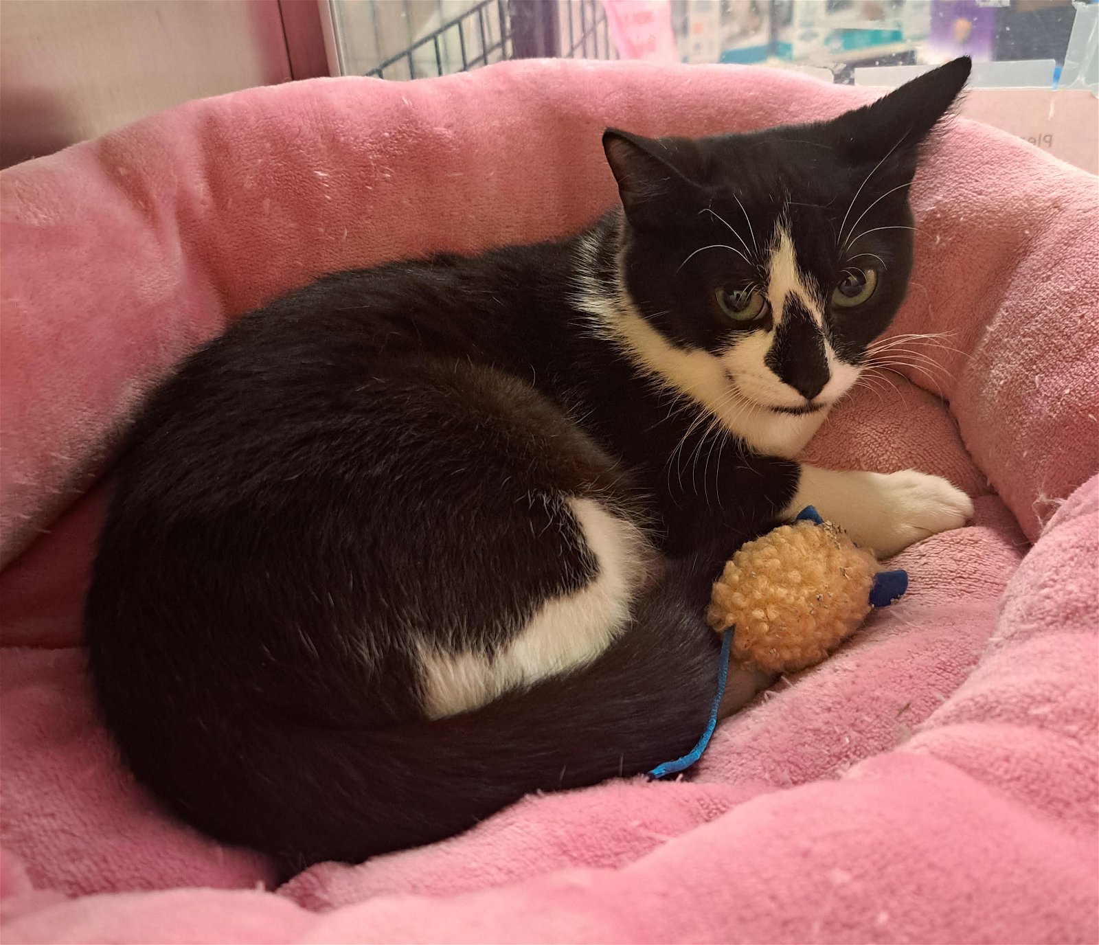 adoptable Cat in Wilmington, DE named Malinki (FCID# 02/26/2024 - 505 Brandywine PS)