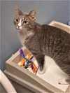 adoptable Cat in  named Shimmer (FCID# 03/21/2024 - 28 Brandywine PS)