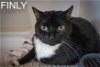 adoptable Cat in  named Finly fka Mindy (FCID# 12/11/2012 - 402 Trainer)