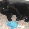 adoptable Cat in willow grove, PA named Panther, Willow Grove Area (FCID# 03/12/2024-111)