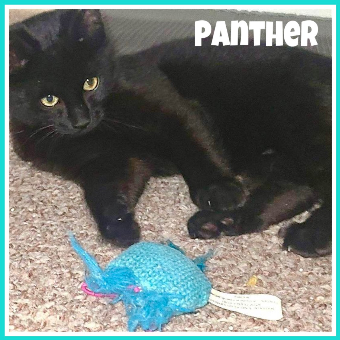 adoptable Cat in Willow Grove, PA named Panther, Willow Grove Area (FCID# 03/12/2024-111)