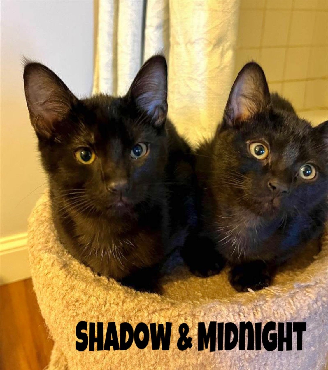 adoptable Cat in Claymont, DE named Shadow & Midnight:Bonded (FCID# 03/18/2024-92,94)