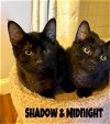 adoptable Cat in , DE named Shadow & Midnight:Bonded (FCID# 03/18/2024-92,94)
