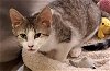 adoptable Cat in wilmington, DE named Bonnie (FCID# 02/12/2024 - 48 Brandywine PS)