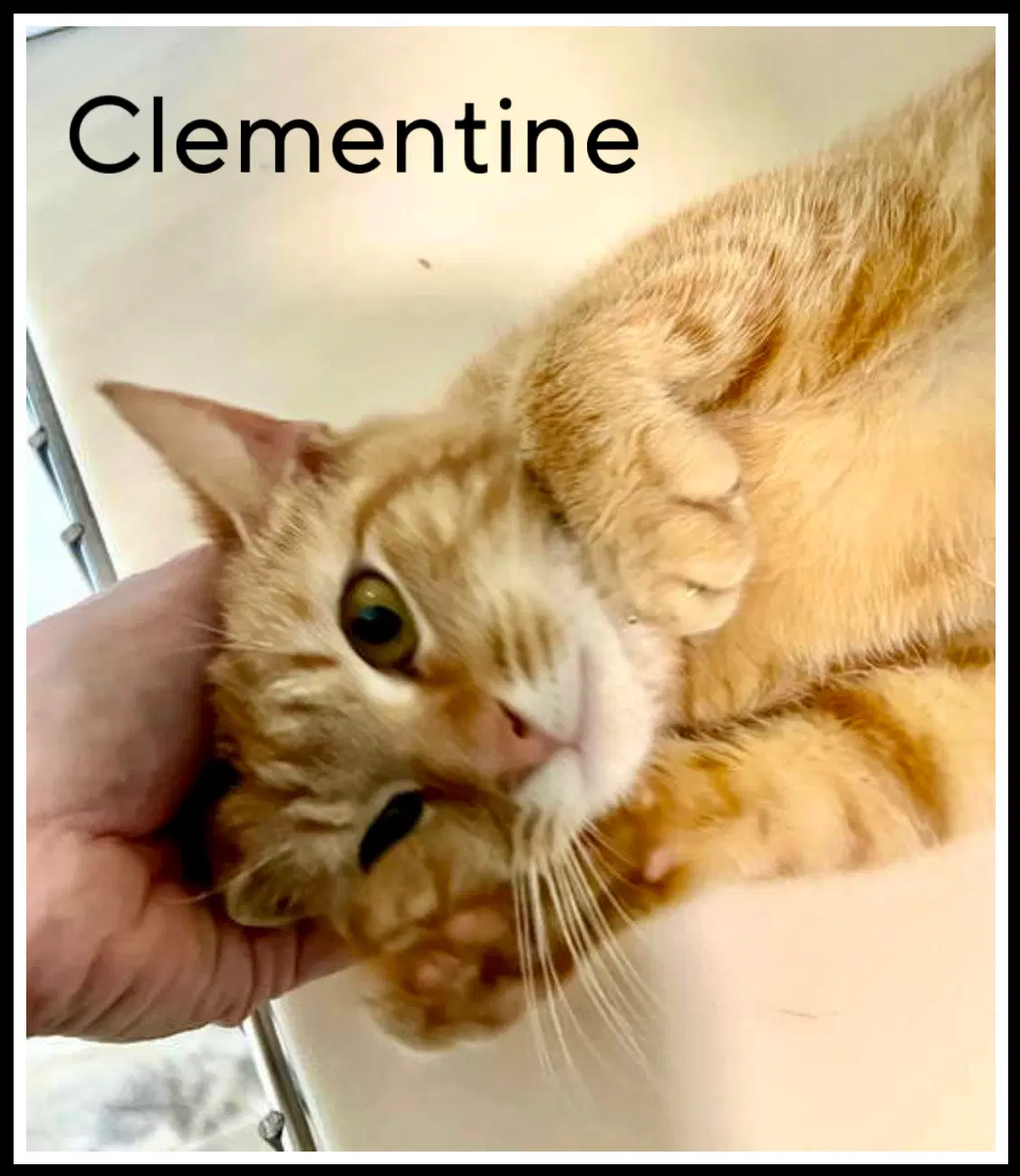 Clementine Fcid  -  Sn Food - Tabby