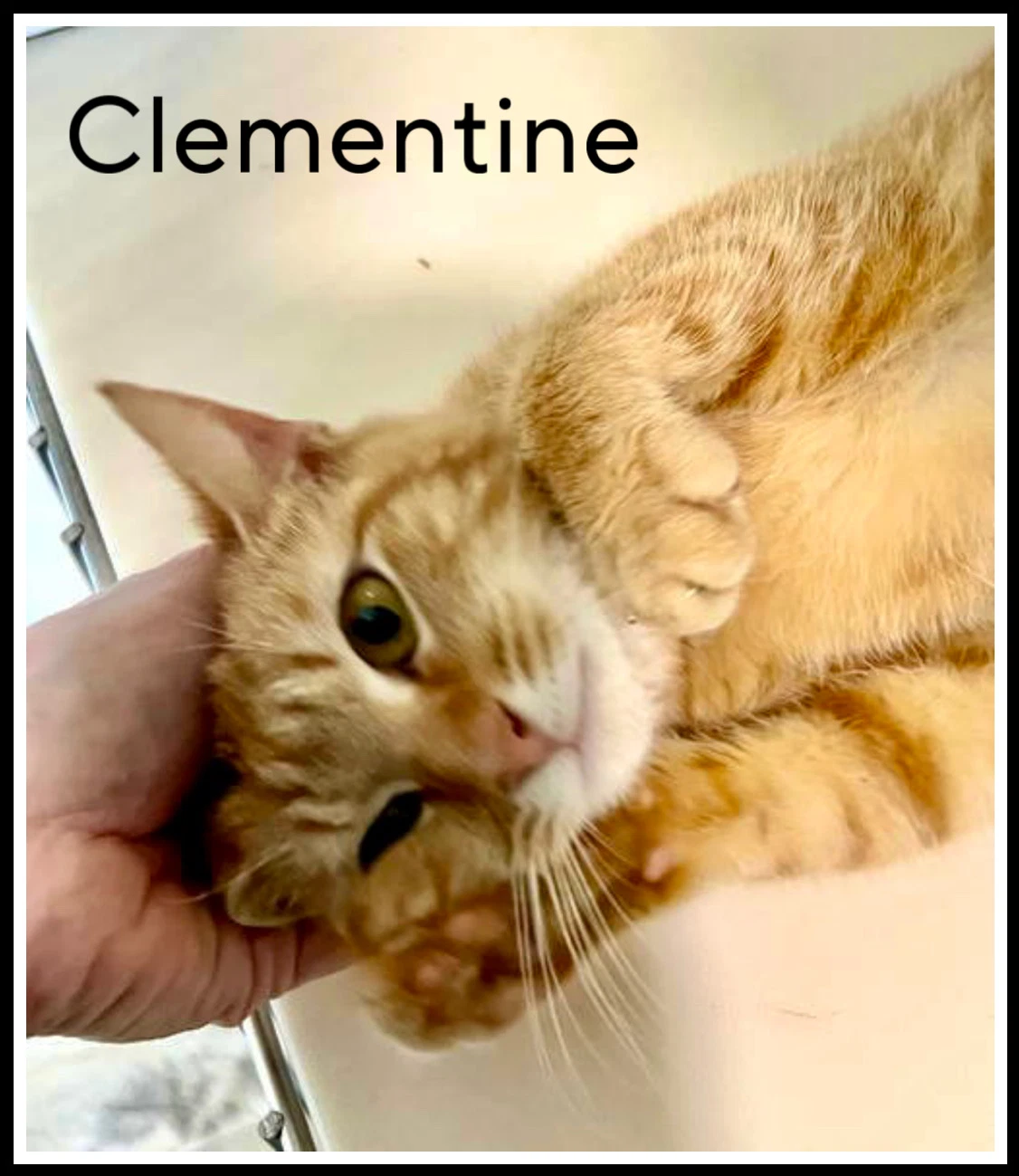 Clementine Fcid  -  Sn Food