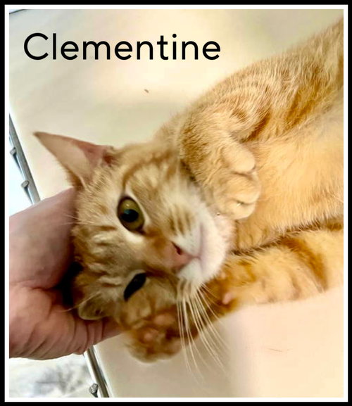 CLEMENTINE (FCID# 03/07/2024 - 18) SN FOOD - Tabby available for adoption