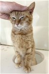 adoptable Cat in marcus hook, PA named Clementine (FCID# 03/07/2024 - 18 Trainer)