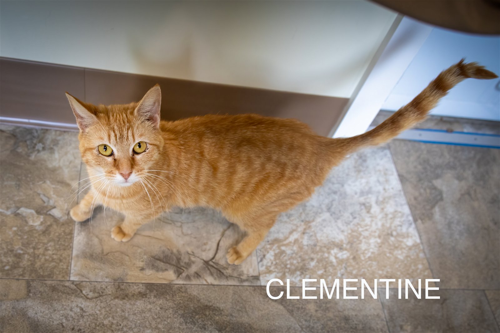 adoptable Cat in Marcus Hook, PA named Clementine (FCID# 03/07/2024 - 18 Trainer)