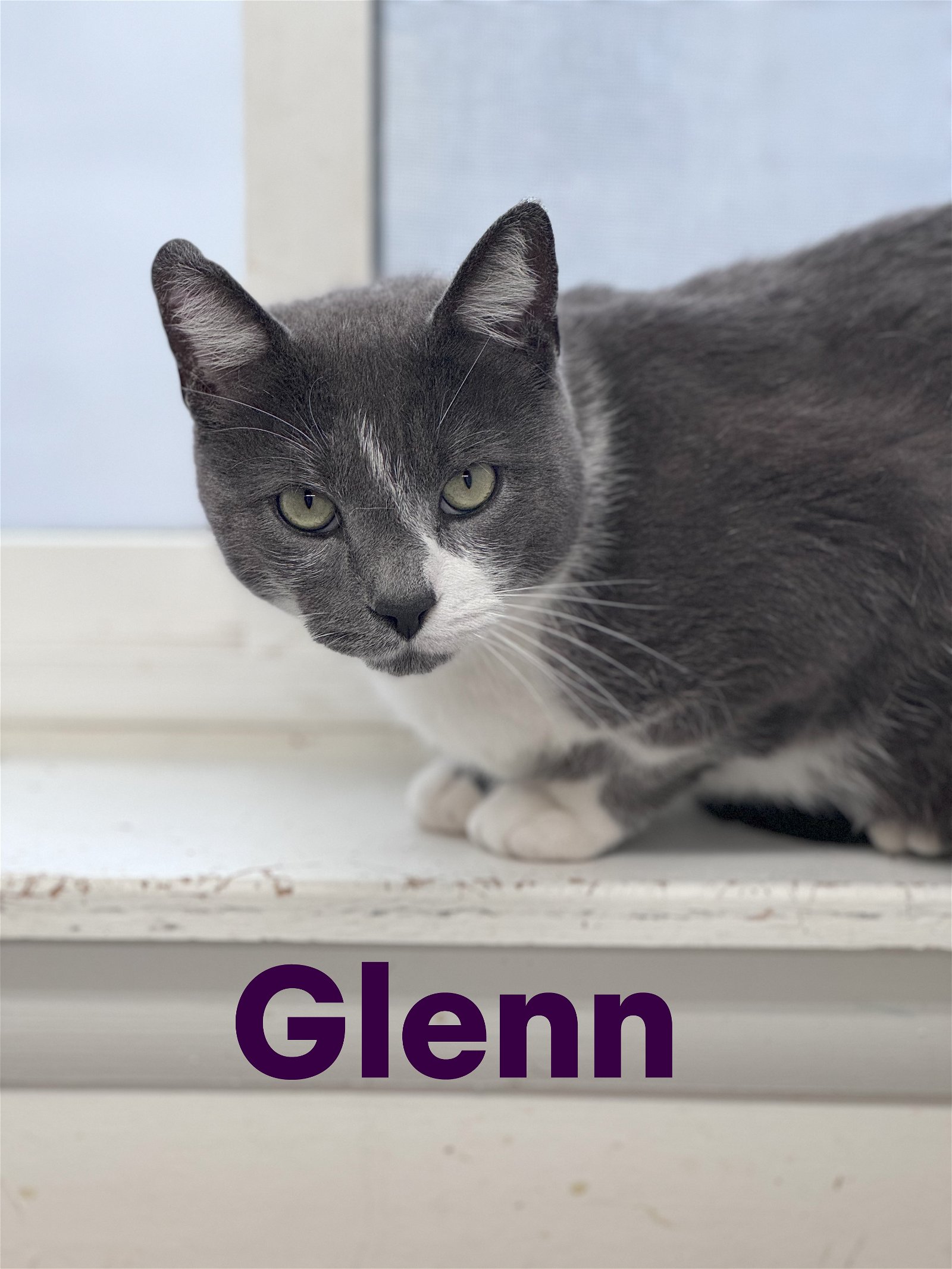 adoptable Cat in Willow Grove, PA named Glenn, Willow Grove PS (FCID # 03/27/2024-130)