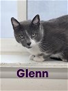 adoptable Cat in  named Glenn, Willow Grove PS (FCID # 03/27/2024-130)